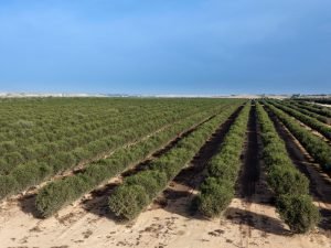 מזג האוויר בחצרים