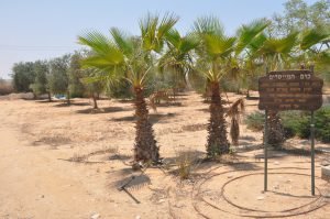 מזג האוויר בפרי גן