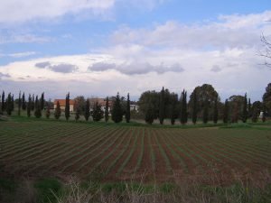 מזג האוויר בשדמה