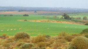 מזג האוויר בתלמים