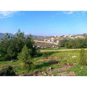 תחזית מזג האוויר בדמיידה