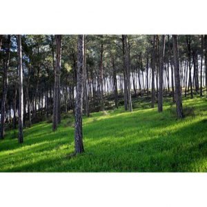 תחזית מזג האוויר ברמת מנשה